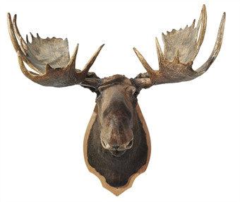 Wall-mounted Moose Head